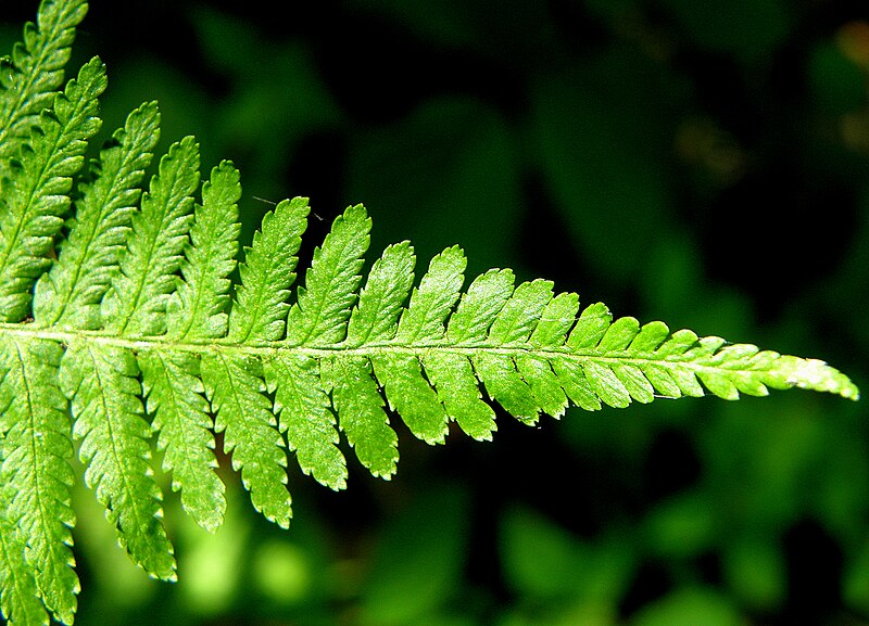 File:Fern - Flickr - Stiller Beobachter.jpg