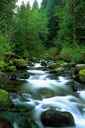 Forest and Stream - Wikipedia