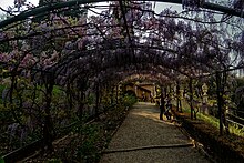 Firenze - Florence - Giardino Bardini - View West on 'Wisteria Lane'.jpg