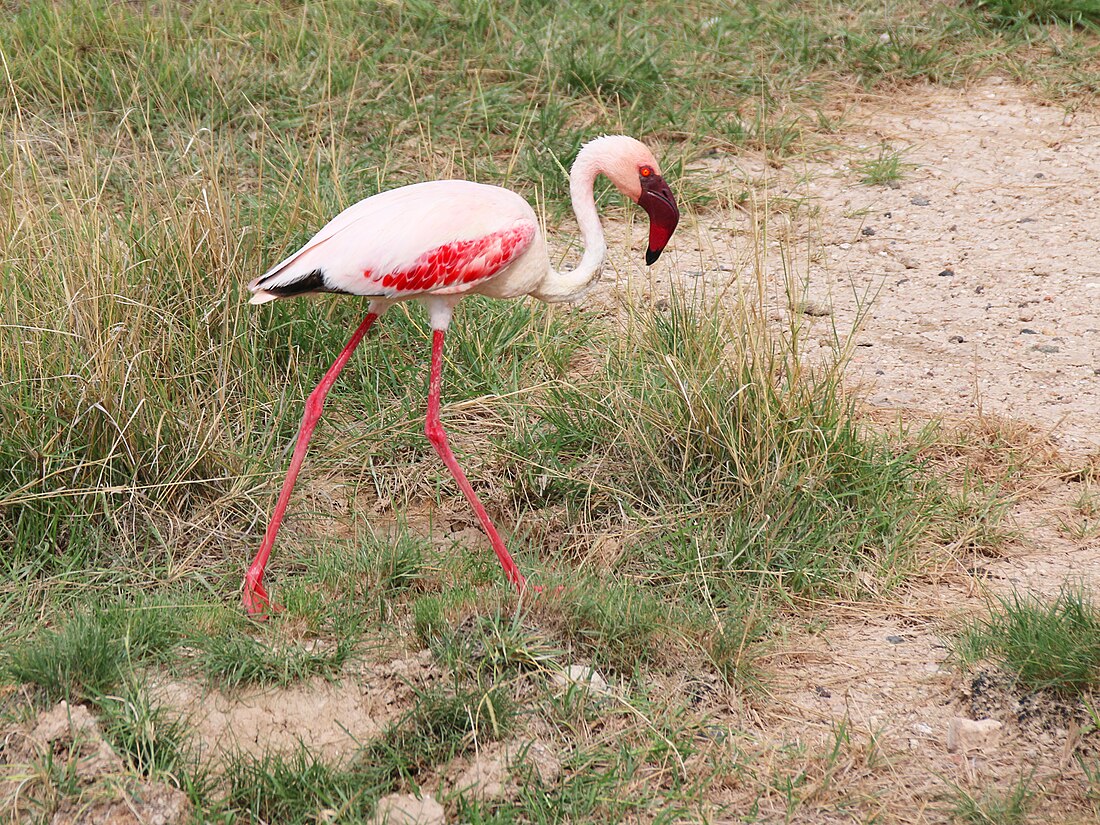 File:Flamingo in Amboseli National Park.jpg