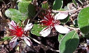 Feijoa Sellowiana: Description, Variétés, Culture