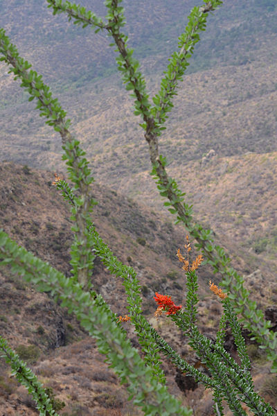 File:Flickr - ggallice - Ocotillo.jpg