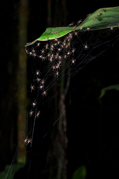 File:Flickr - ggallice - Spiderlings (2).jpg