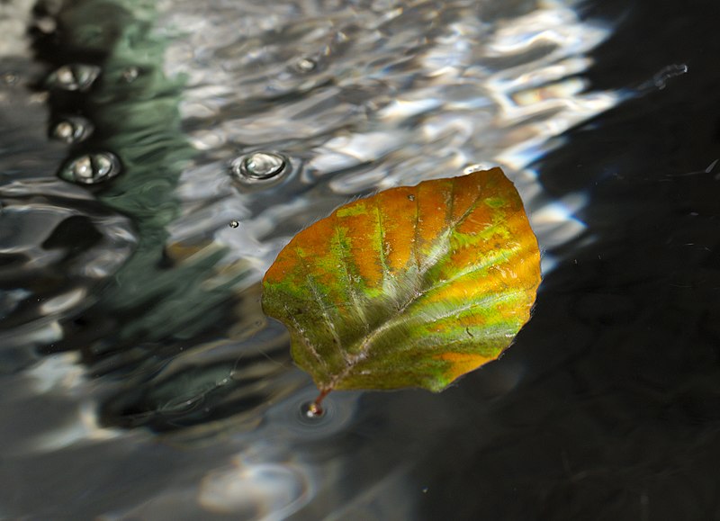 File:Floating leaf.jpg