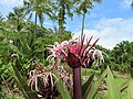 Thumbnail for Waiʻanapanapa State Park