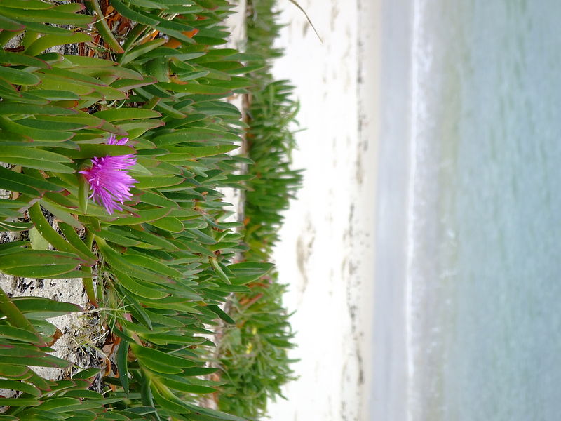 File:Flower (15037031057).jpg