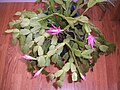 Schlumbergera spp. (Christmas Cactus)