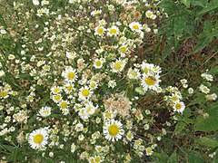 Unknown Asteraceae