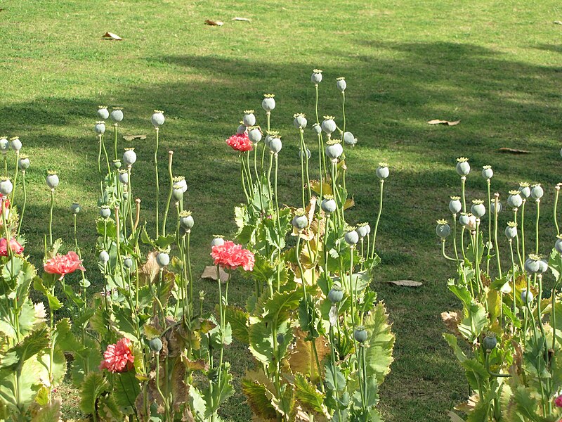 File:Flowing Plant with Pink Flowers and Buds.JPG