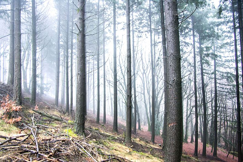 File:Forêt de Cambon.jpg