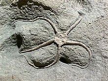 Fosilní křehká hvězda Palaeocoma.jpg