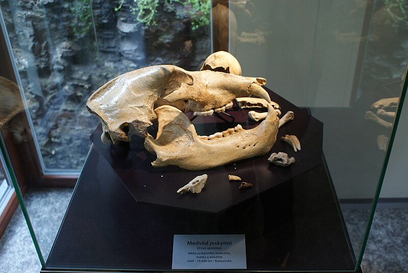 File:Fossil Ursus spelaeus in Prague Zoo 01.JPG