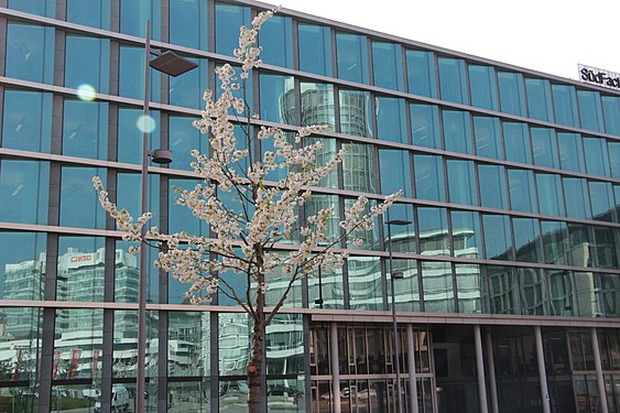 Frühlingsblüte im Europaviertel in Stuttgart