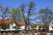 Der Friedhof in Eichenzell mit den acht als Naturdenkmal geschützten Bäumen
