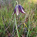 Fritillaria biflora var. ineziana.JPG