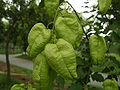 Blasenesche (Koelreuteria paniculata), Blasenfrüchte, Cystometeorochorie