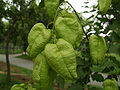 Koelreuteria paniculata, vezikofruktoj, cistometeoroĥorio