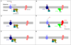 G Protein Cycle.png