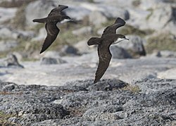 Galapagos Petrel (Pterodroma phaeopygia) (20668221365) (cropped).jpg