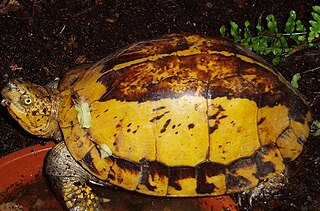 <span class="mw-page-title-main">Indochinese box turtle</span> Species of turtle