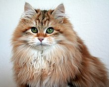 Traditional hot sale siberian cat