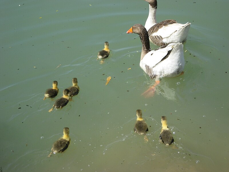 File:Geese-Unknown.JPG