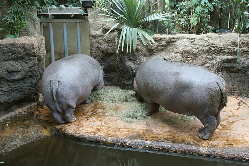 File:Gelsenkirchen - Zoom - Afrika - Hippopotamus amphibius 01 ies.jpg