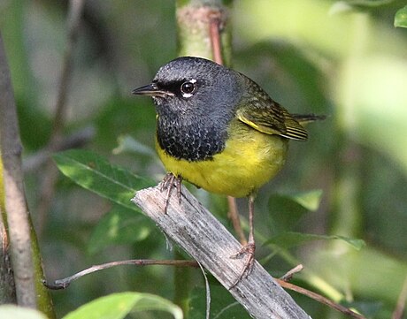 MacGillivray's warbler