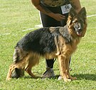 Pastor alemán de pelo largo (adolescente)