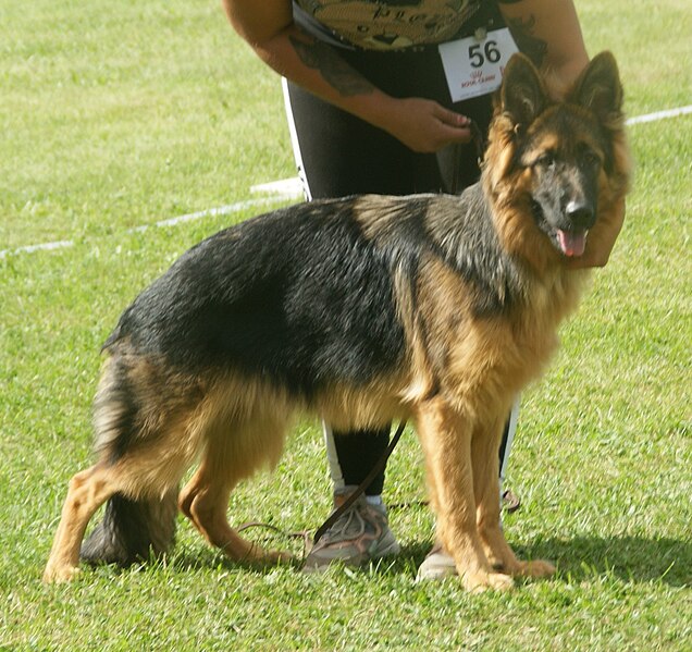 File:German Shepherd Dog Long-haired 2.jpg