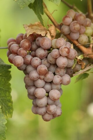 <i>Musqué</i> French term applied to grapes varieties