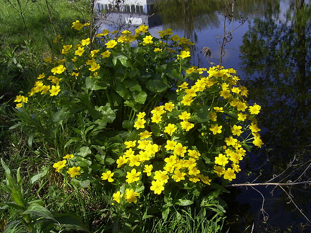 File:Gewone_dotterbloem_-_Caltha_palustris_subsp._palustris_-_overview.jpg