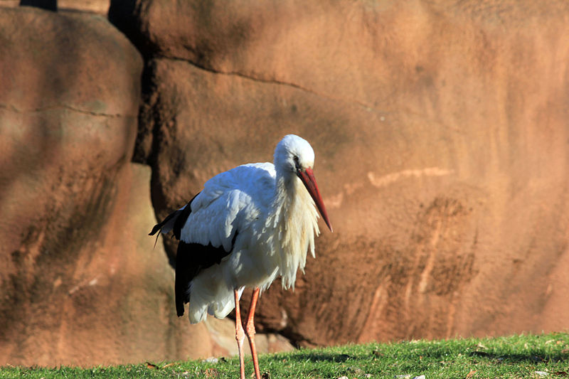 File:Gfp-eastern-african-crowned-crane.jpg