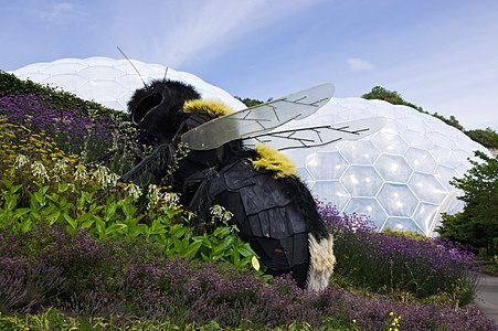 Bombus Bee at Eden Project