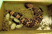 Gila-monster-6-eggs.jpg