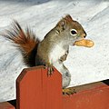 Gilles Gonthier - Écureuil roux -- Red Squirrel (by).jpg