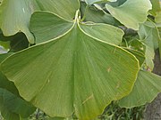 blad van Japanse notenboom (Ginkgo biloba)