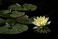 Nénuphar dans le jardin de la Maison de Monet à Giverny