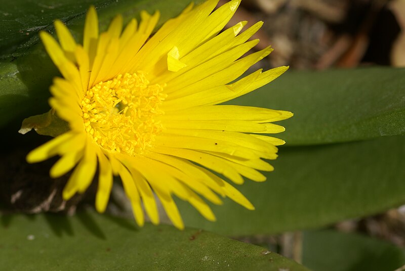 File:Glottiphyllum longum flower 01.jpg