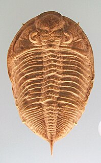 <i>Glyptambon</i> genus of trilobites