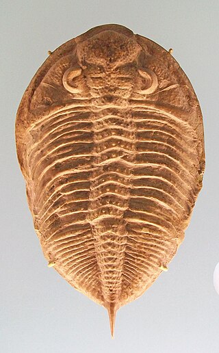 <i>Glyptambon</i> Genus of trilobites