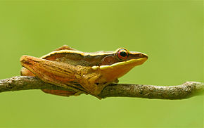 Kuvan kuvaus Kultainen sammakko (Hylarana aurantiaca), Agumbe.jpg.