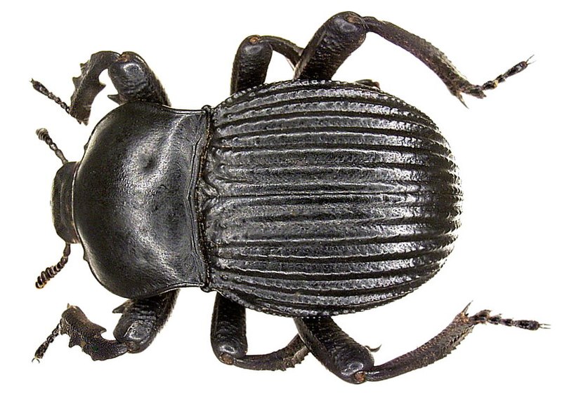 File:Gonopus tibialis (Fabricius, 1798) (3989862005).jpg