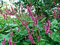 Драбніца для Persicaria amplexicaulis