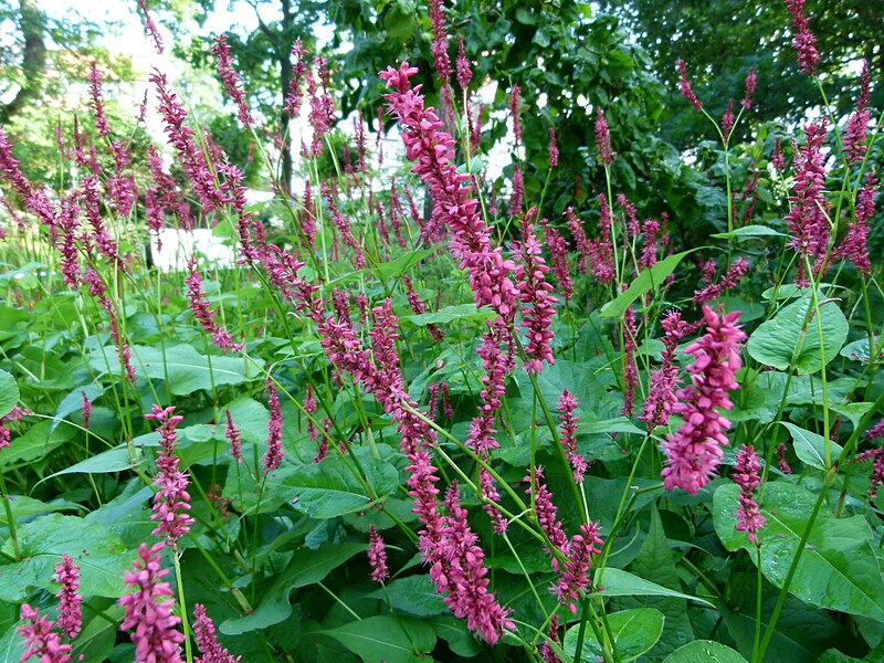 File:Grands fleurs violettes.jpg