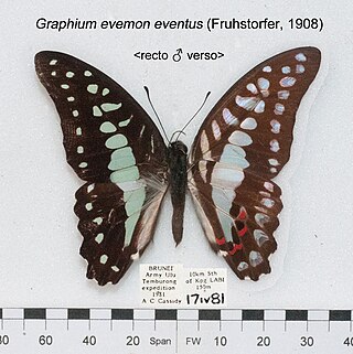 <i>Graphium evemon</i> Species of butterfly
