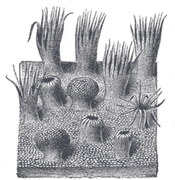 Lingual Papillae