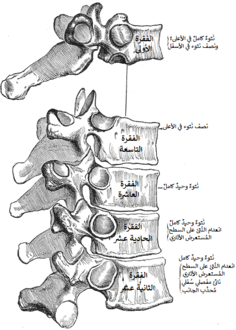 فقرات صدرية مخصوصة.