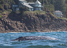 Gray whale & houses, Depoe Bay, September 2015 Gray whale & houses, Depoe Bay.jpg