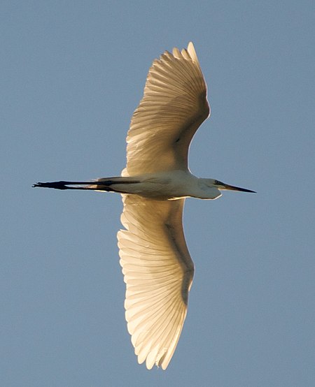 Great Egret in Flight.jpg